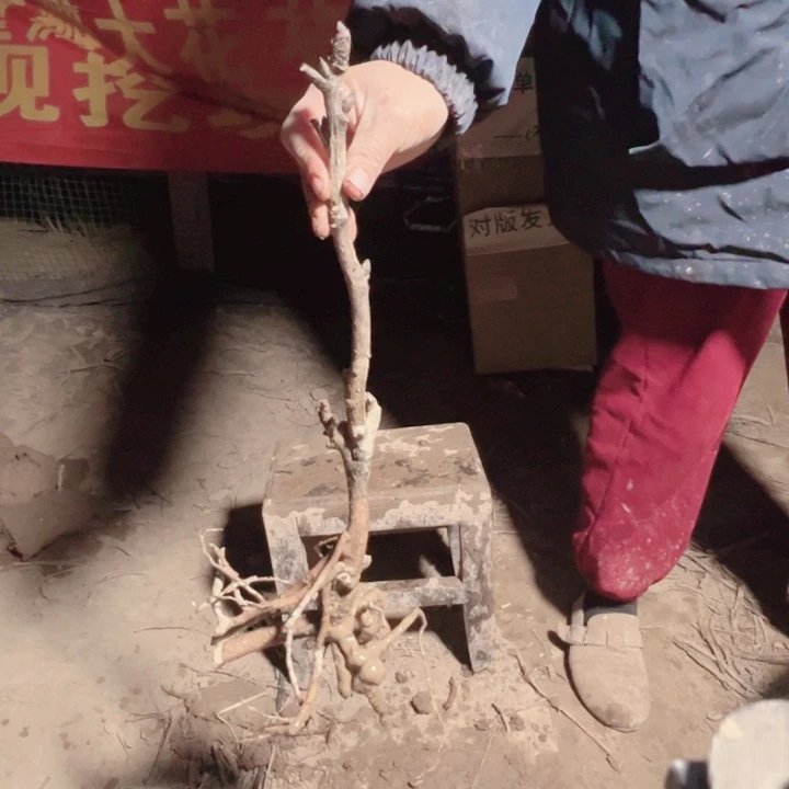 当前无花栽培后可以开花岛津