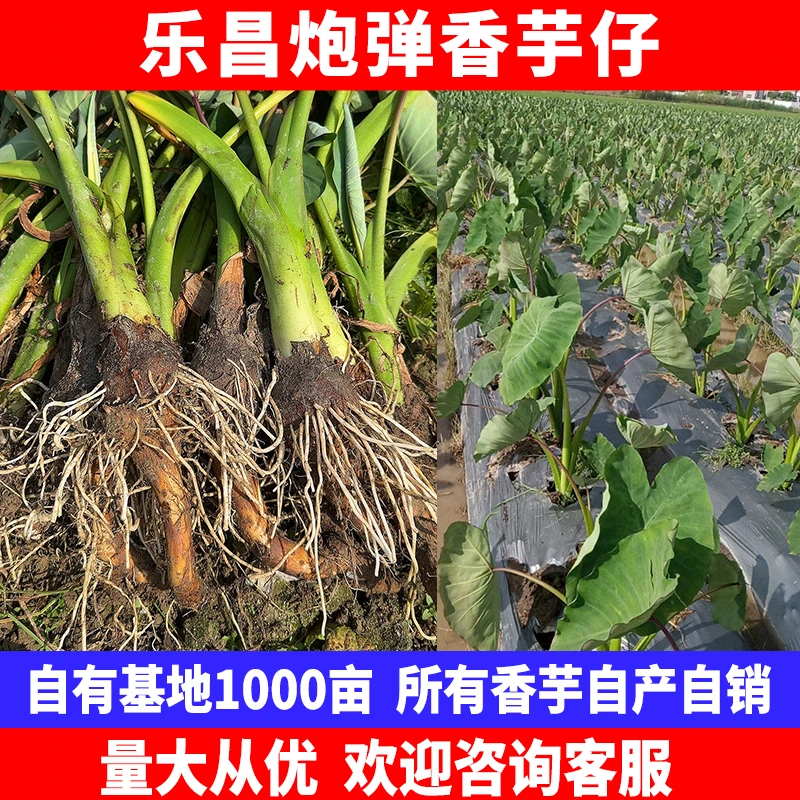 2025正宗乐昌炮弹香芋新鲜采挖芋头仔（单行/双行）