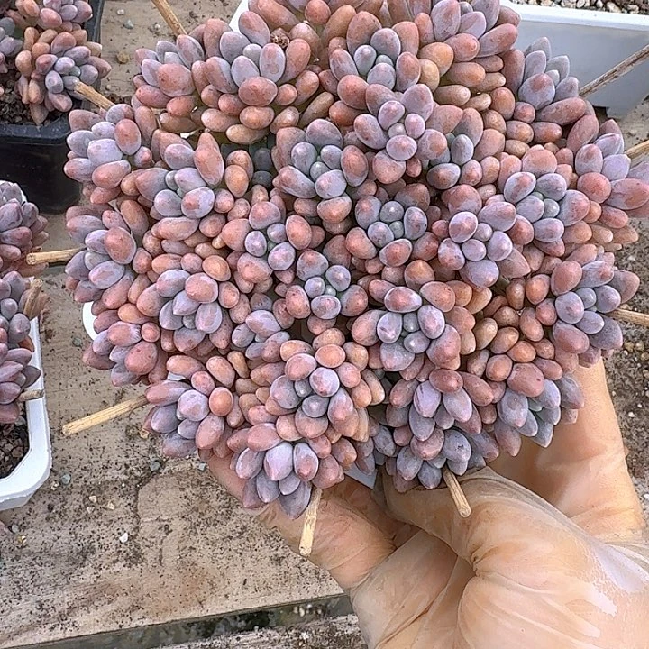 星带路多肉多肉多肉