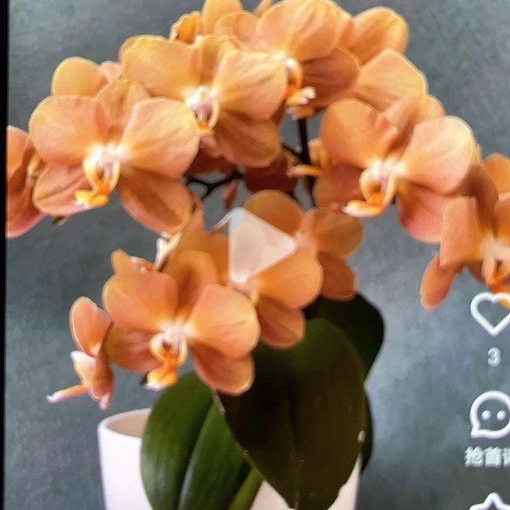 摩纳哥2.8成熟苗