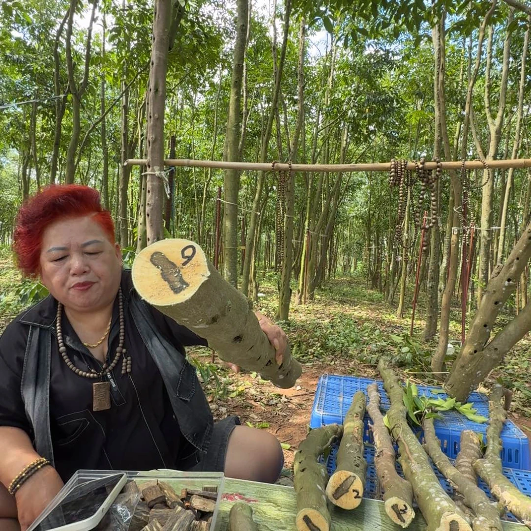 线香奇楠沉香原木