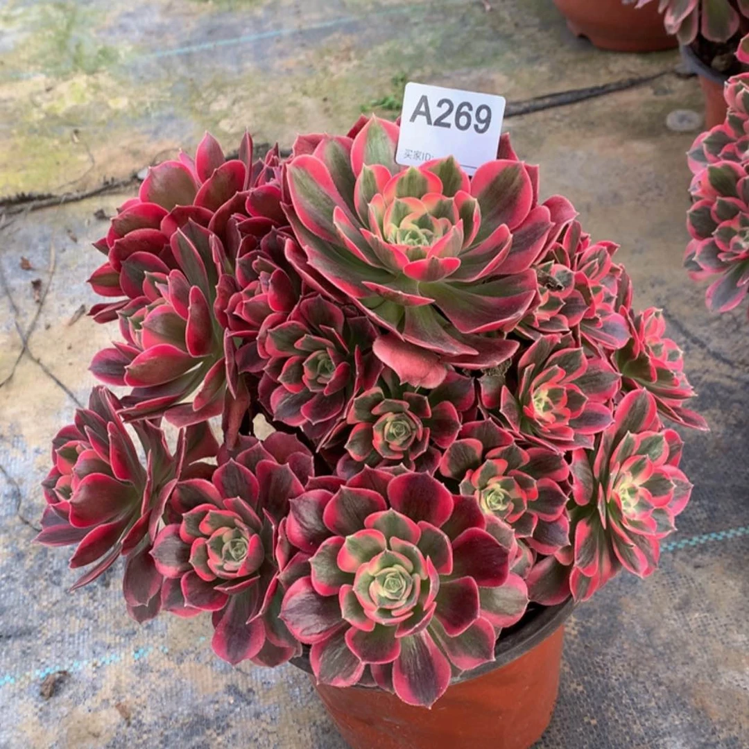 【闪购商品】269粉女郎