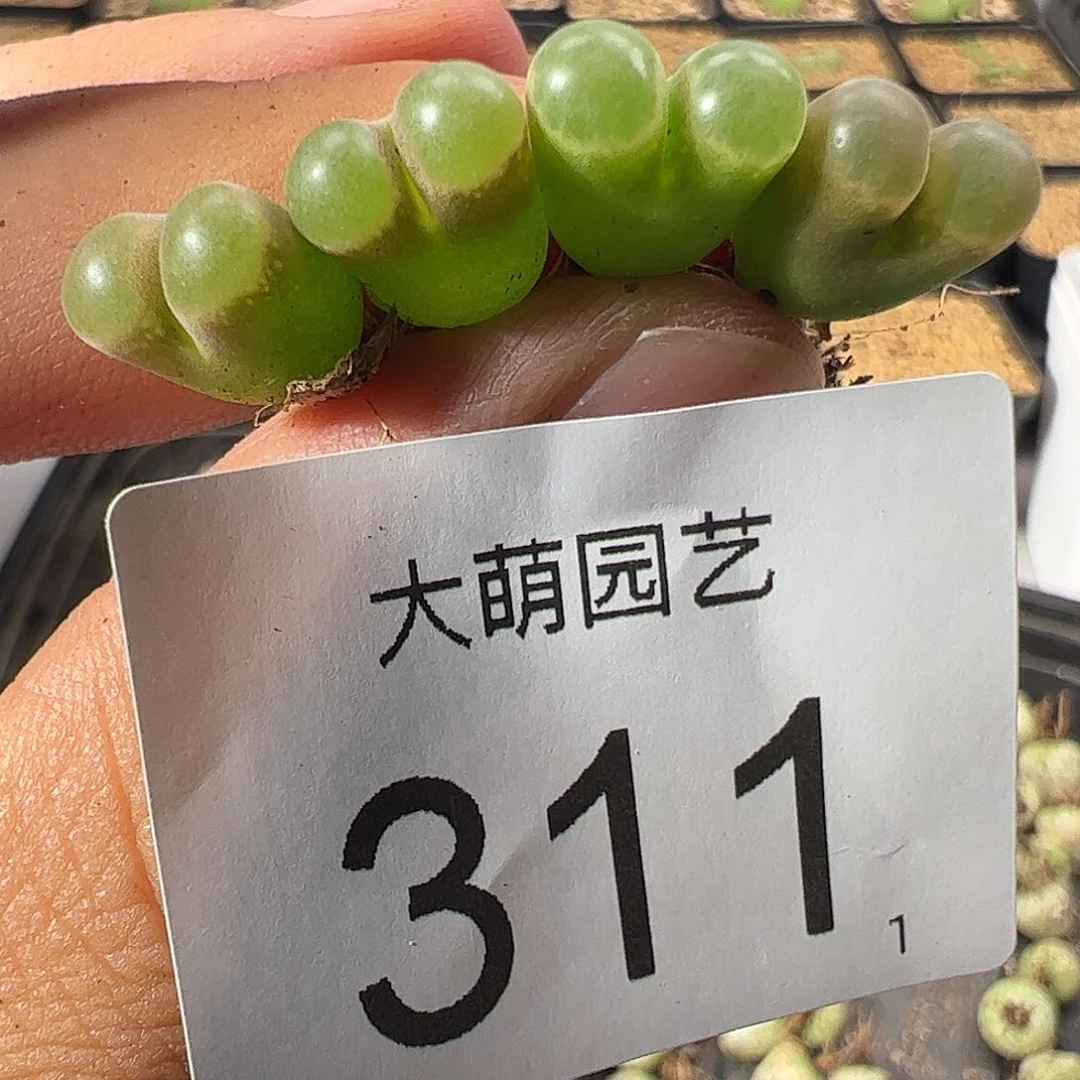 0000一物一拍。311