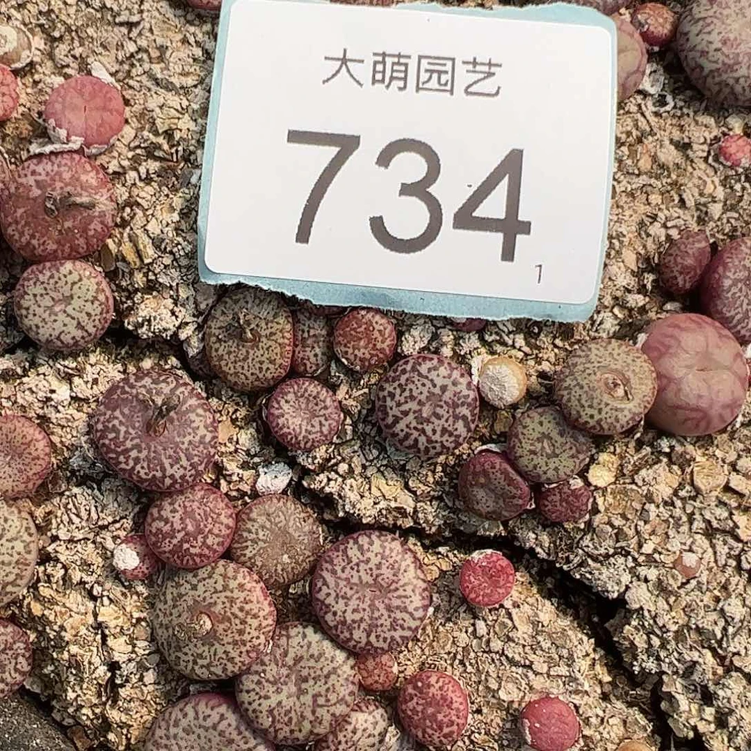 0000734量拍紫密纹安贞10颗