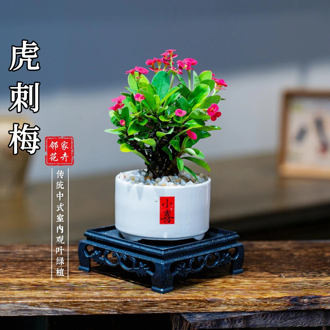 带陶瓷盆 铁海棠虎刺梅微小桌面盆栽茶宠绿植花卉开花好看