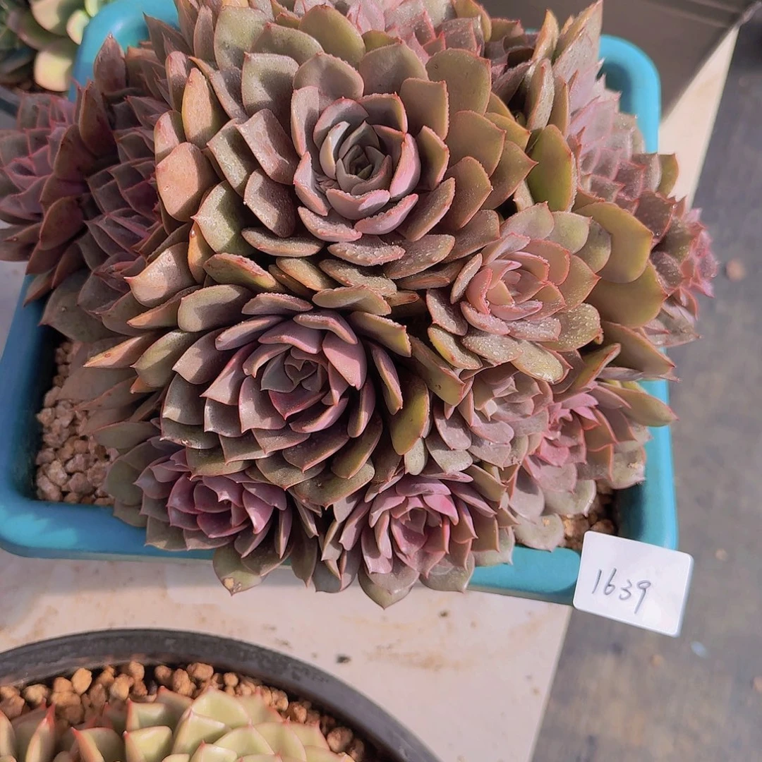 1639红玫瑰多肉植物