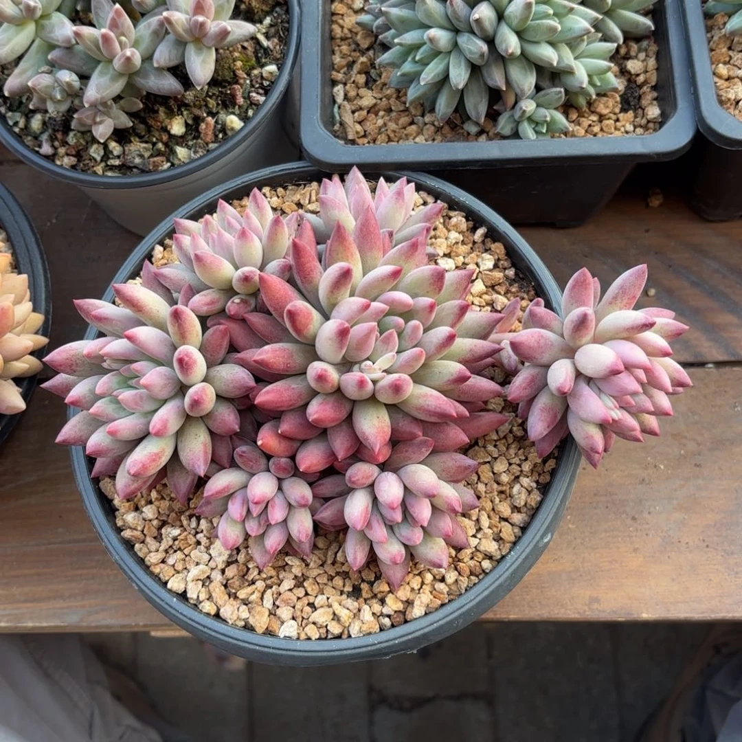 无花朵虞美人无砍1111
