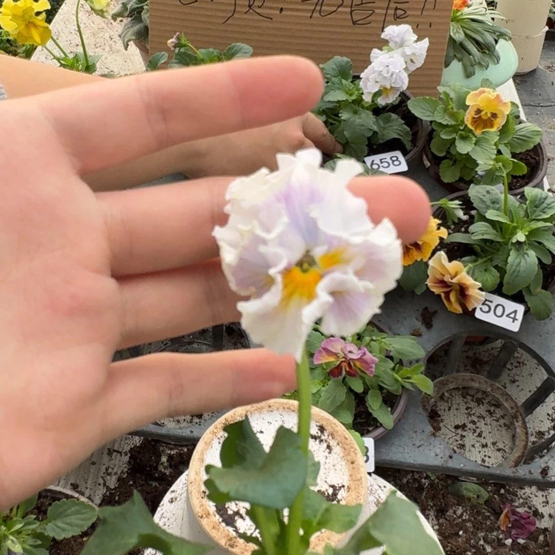 大部分花苞少量开放659