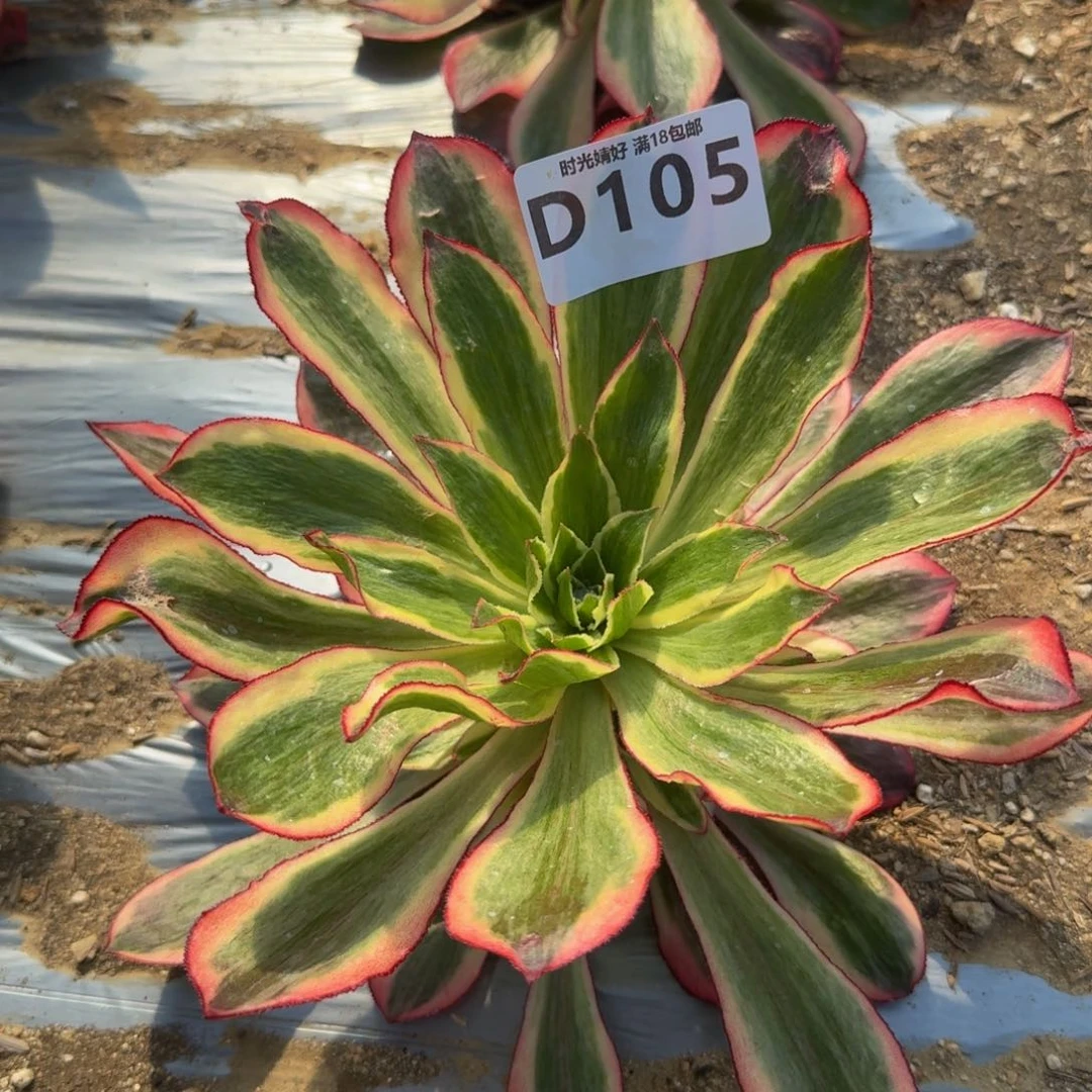 105魅影。多肉植物