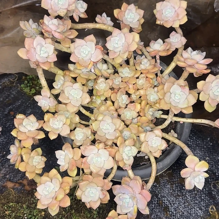 多肉植物一物一拍克洛伊592