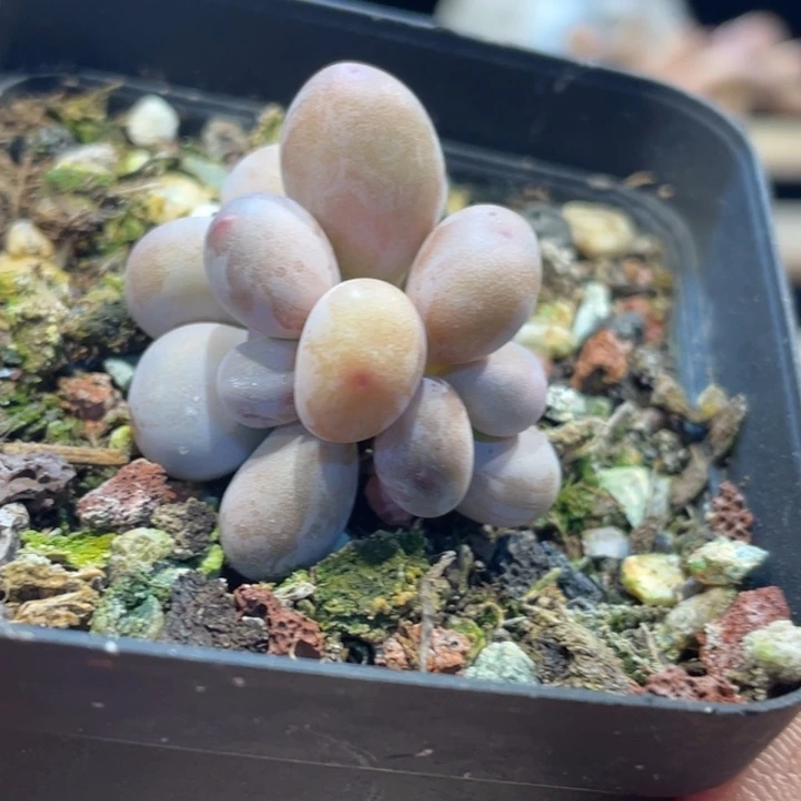 西瓜奶689号的多肉啊啊