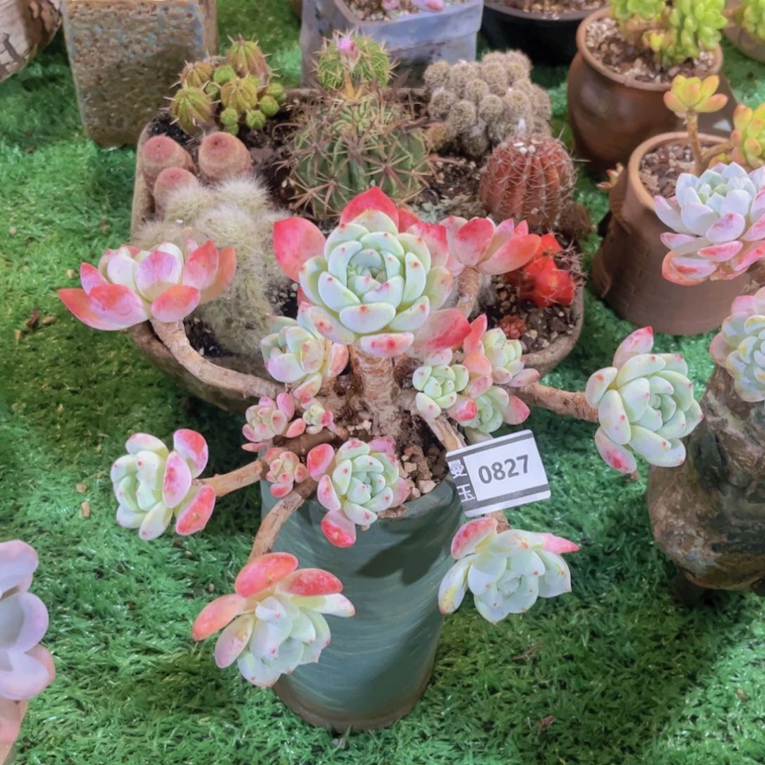 望舒多肉植物0827