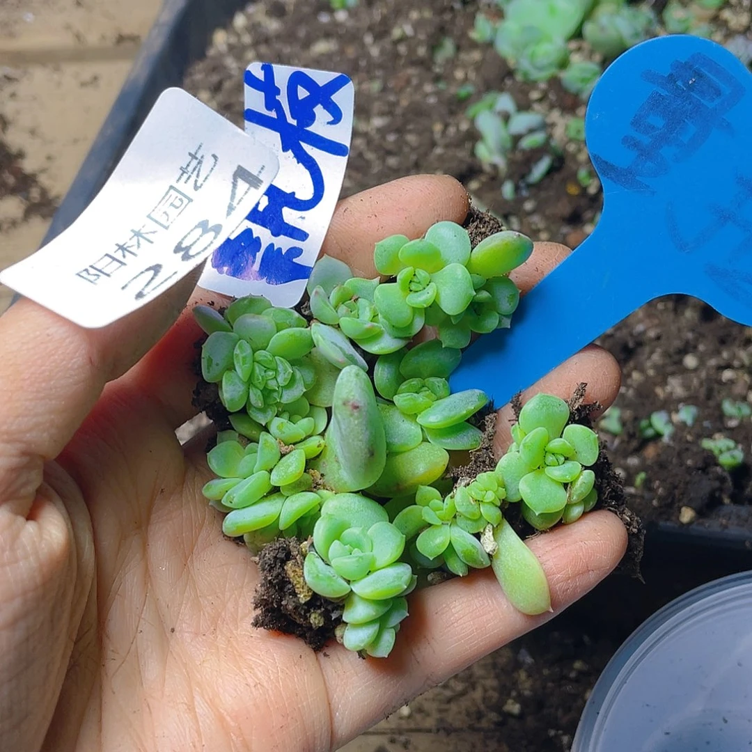 量拍多肉植物多肉植物284