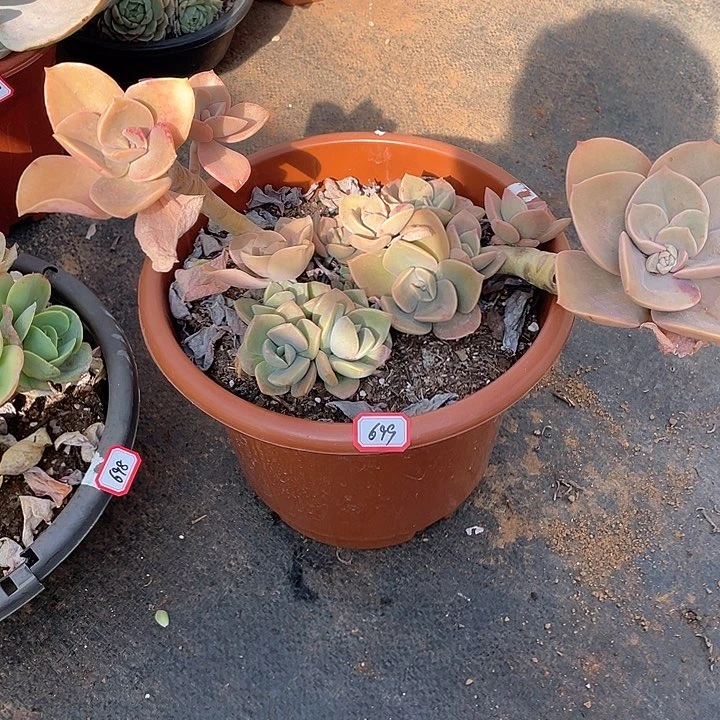 699贺氏 一物一拍多肉