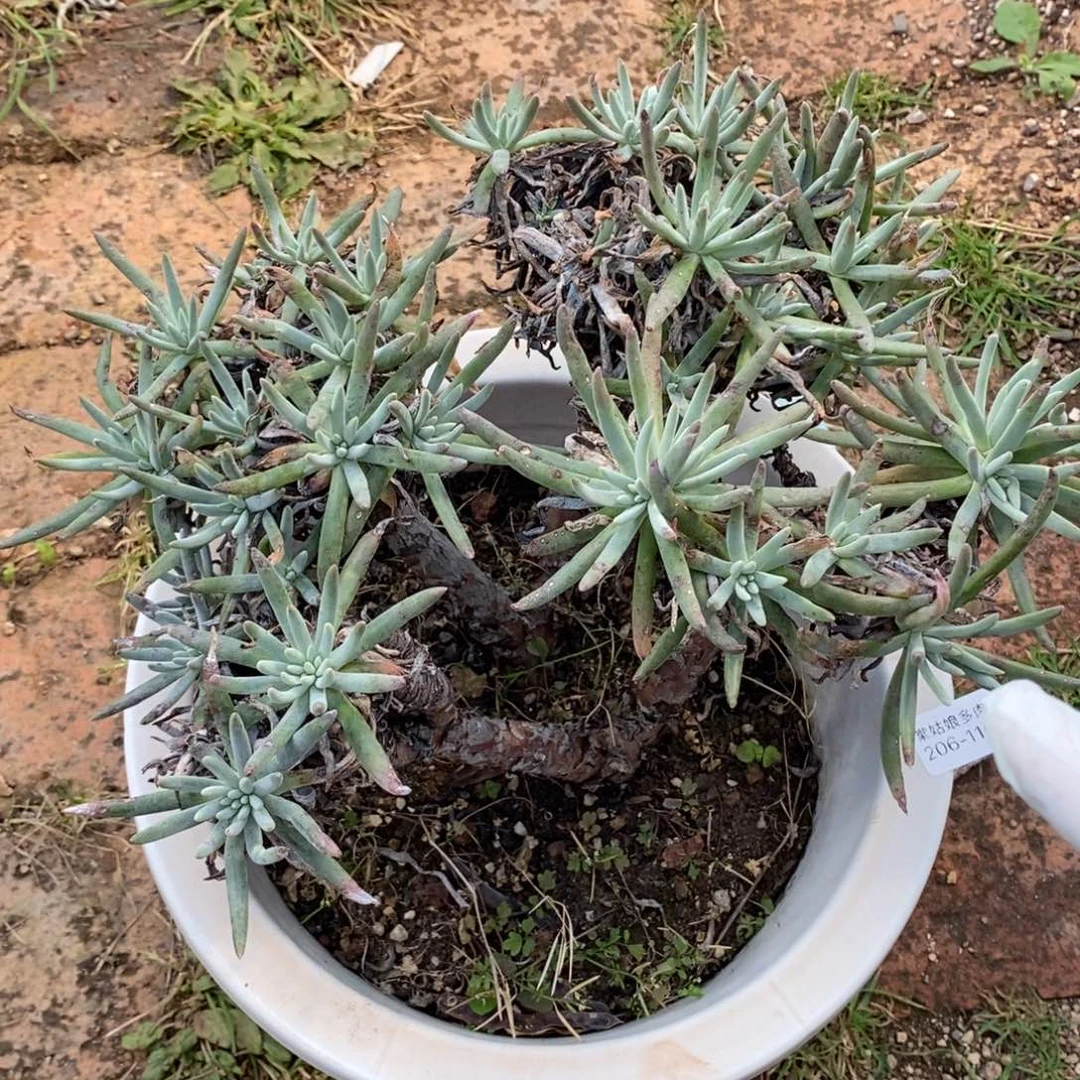 110号爱度瑕疵瑕疵