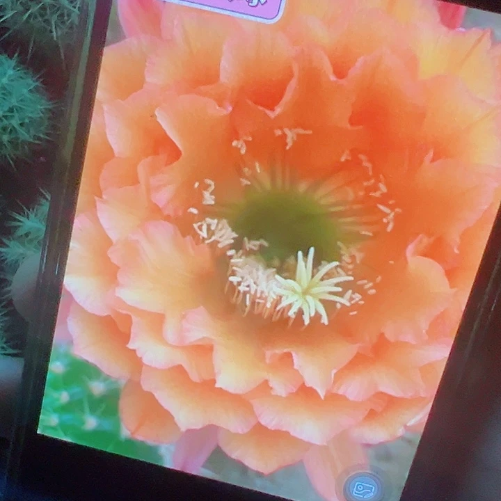 毛花柱 3-22 侧芽 厘米 满20包邮