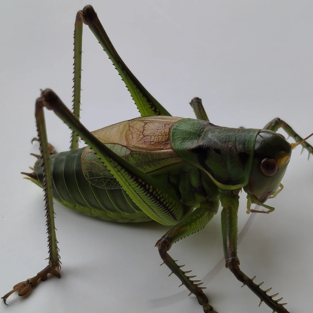 狼牙山铁皮蝈蝈寿命长叫声响亮活体鸣虫包活包叫包邮送大笼子