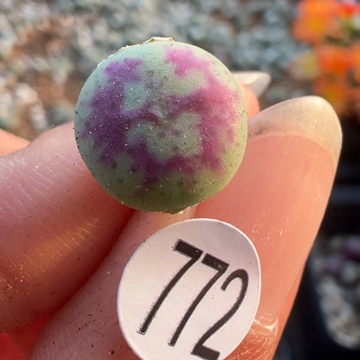 772号11111111111111