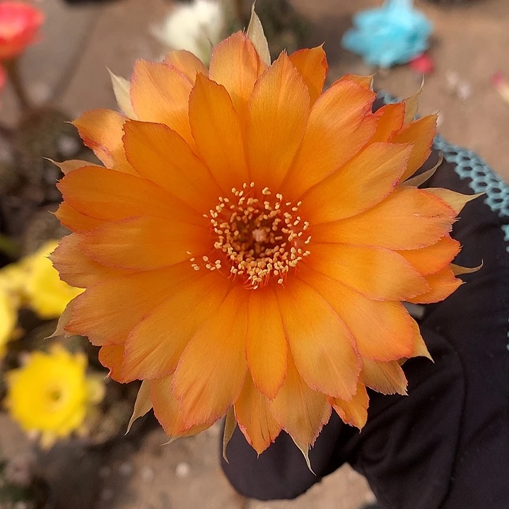 167 实生丽花6.5厘米盆 球体缺水