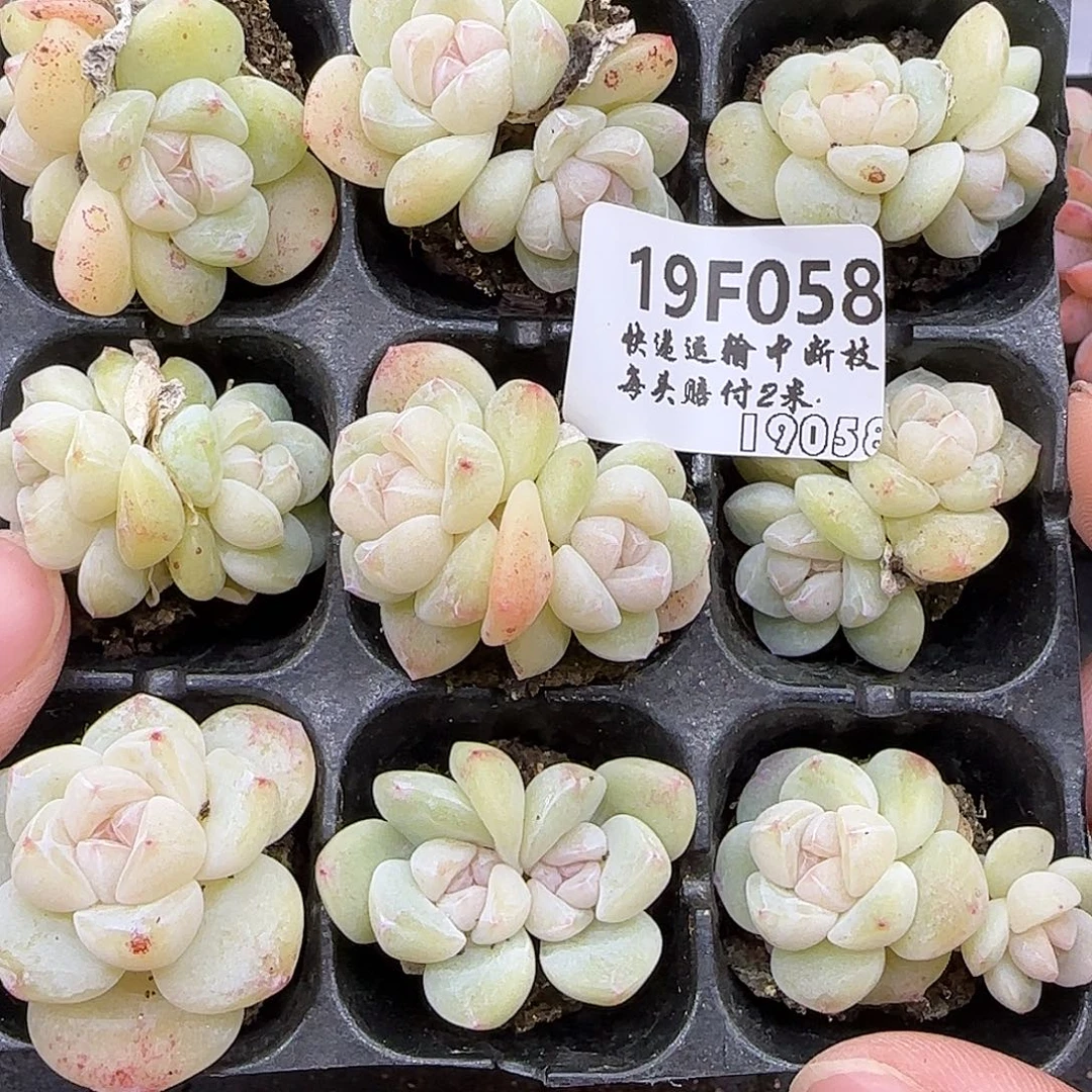 058九棵白体冰玉不保整