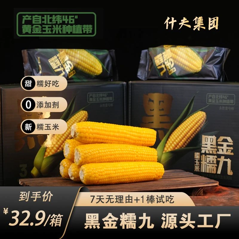 东北黑金糯九博斯糯九黄糯玉米软糯香甜独立真空包装3小时锁鲜t
