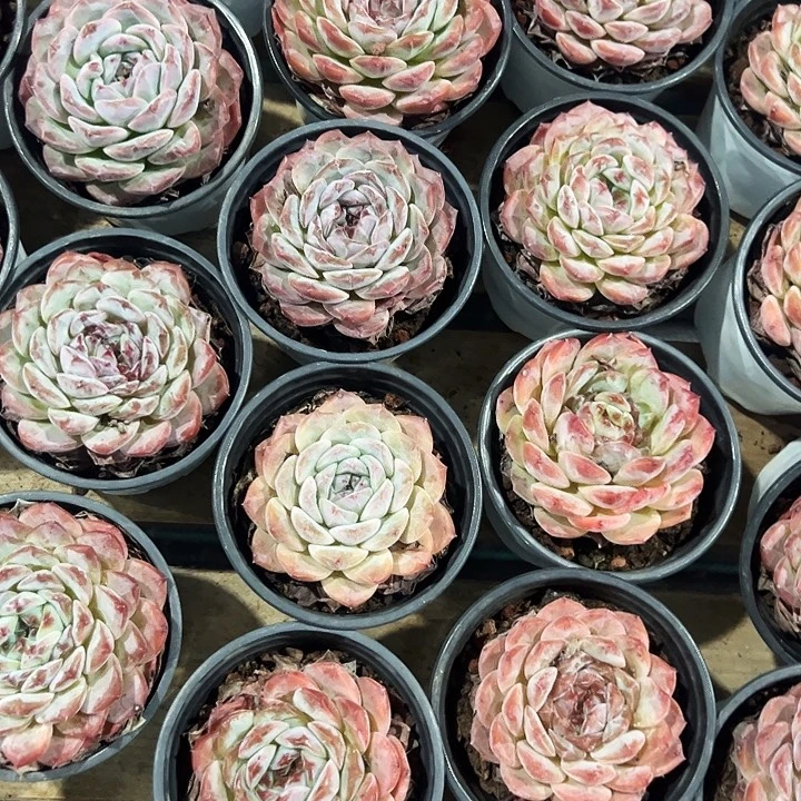 小***草五盆 粉孤星群， 五盆单头雪天使