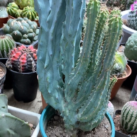 龙什么仙人球18米仙人球