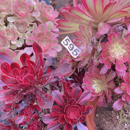 秀***雅多肉植物两个法师