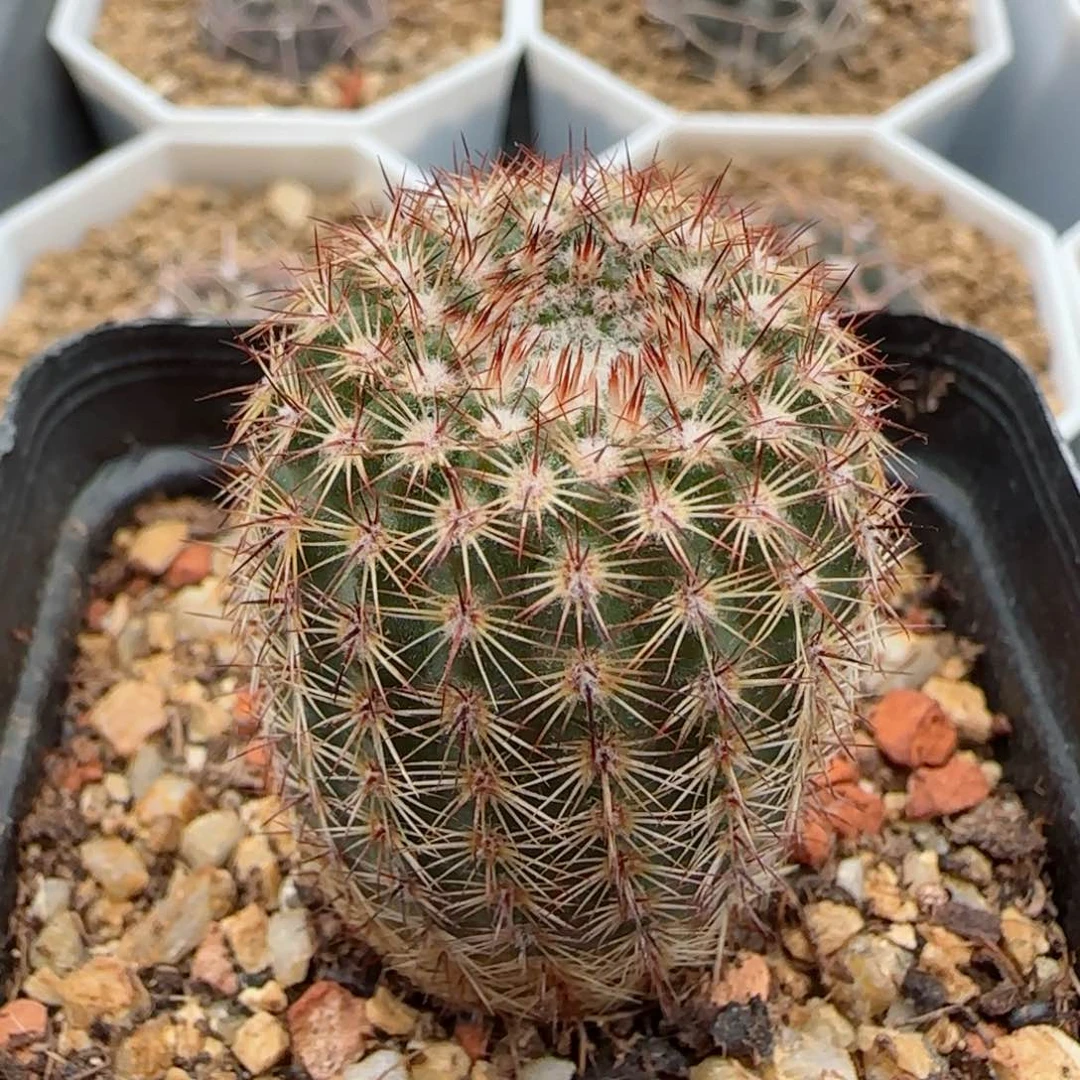 617实生桃鬼丸多肉