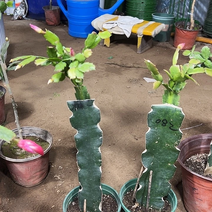 清***月叶仙嫁接四层大叶白一颗高1米左右带花架