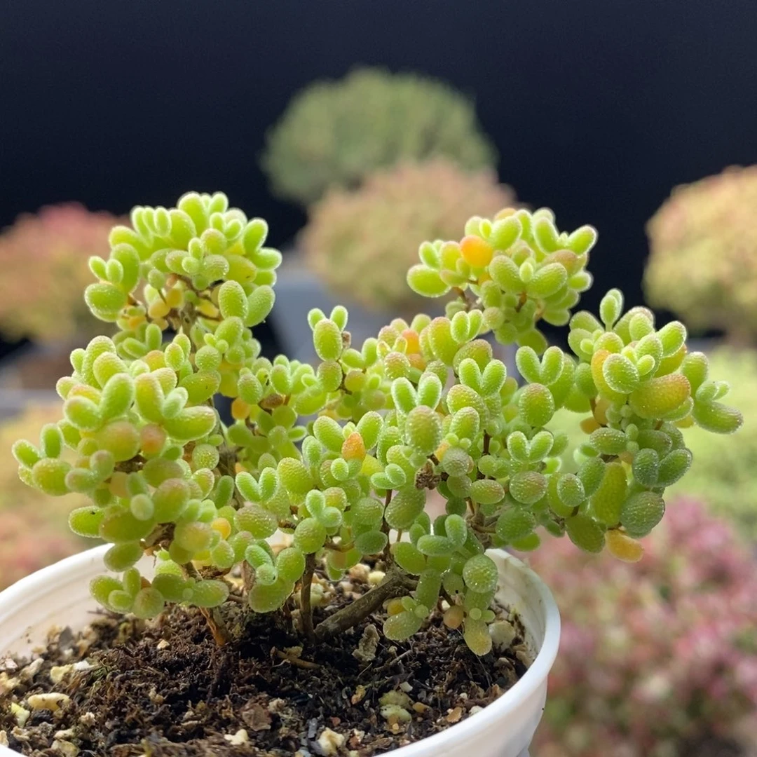 319蜜橘糖球。