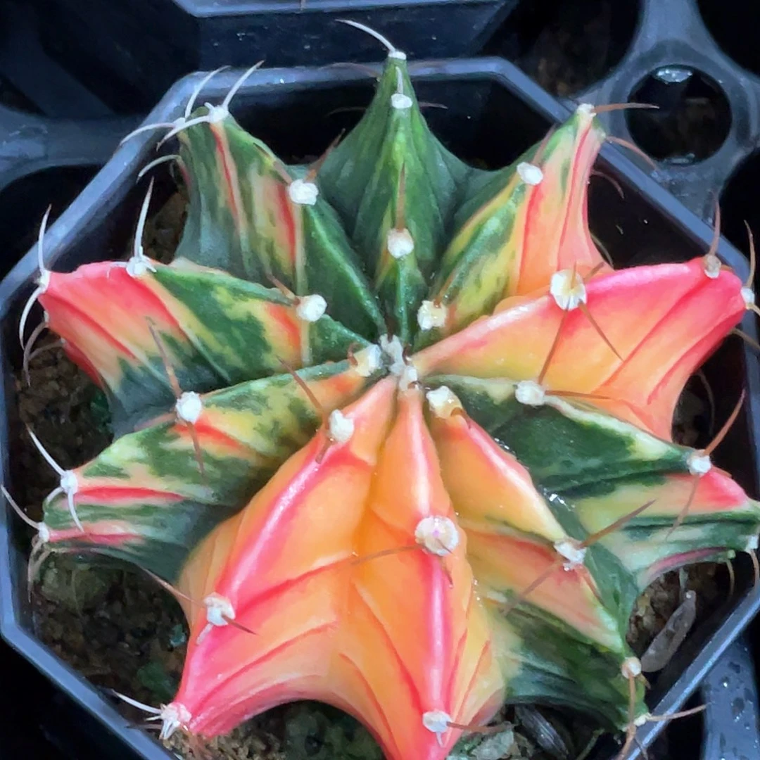 当前无花朵，栽培后可花朵