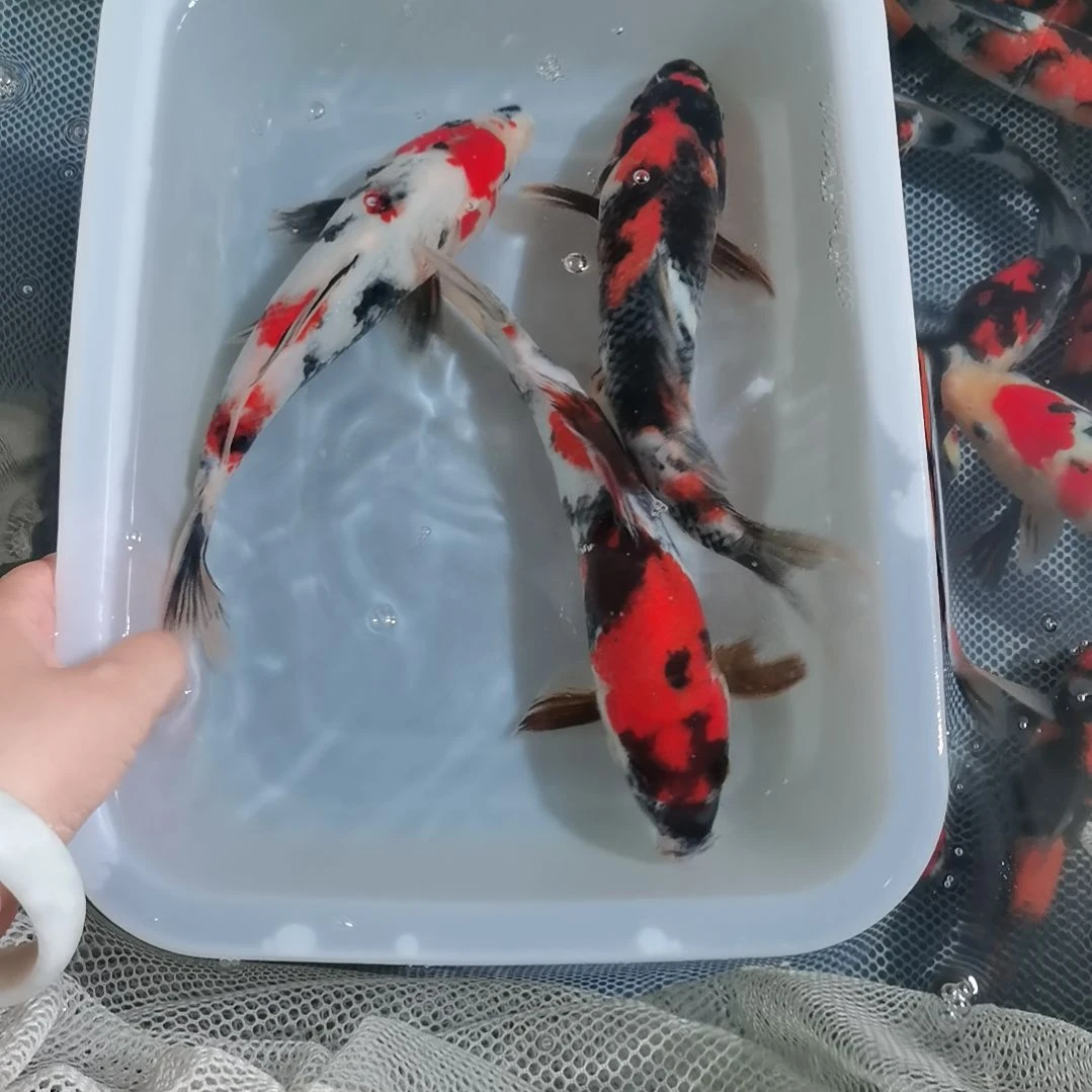 锦鲤精品锦鲤一盆