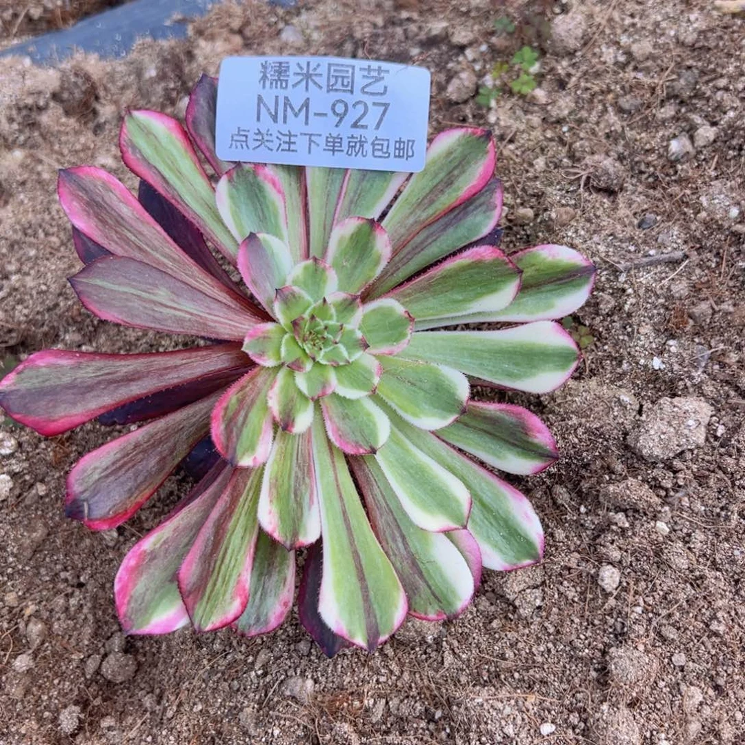 同花顺多肉植物927