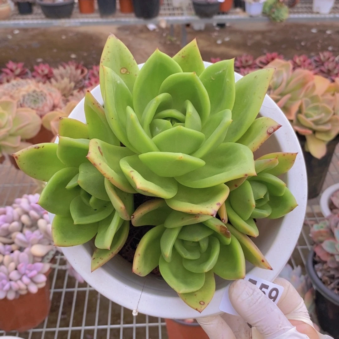8559翠花老桩一物一拍