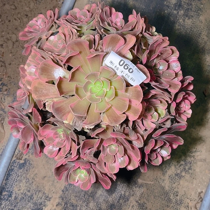 060爱神多肉植物保护