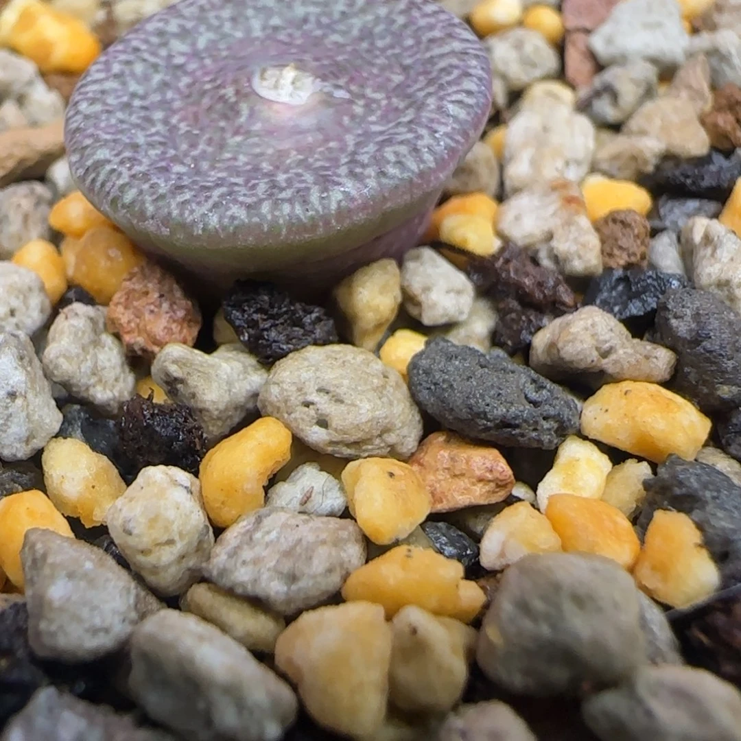 全窗密纹安贞多肉植物