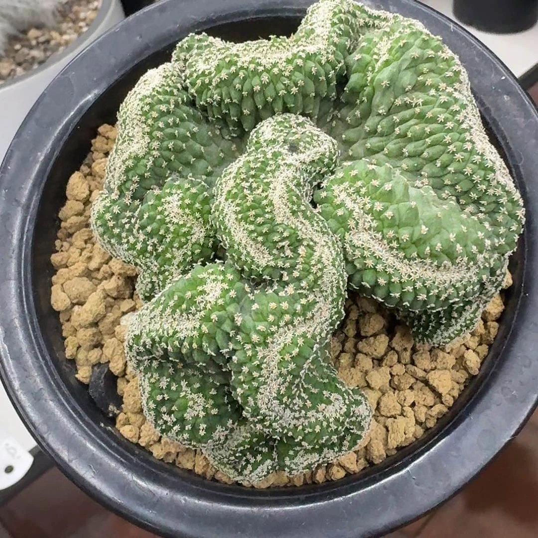 实生菊水缀化仙人球