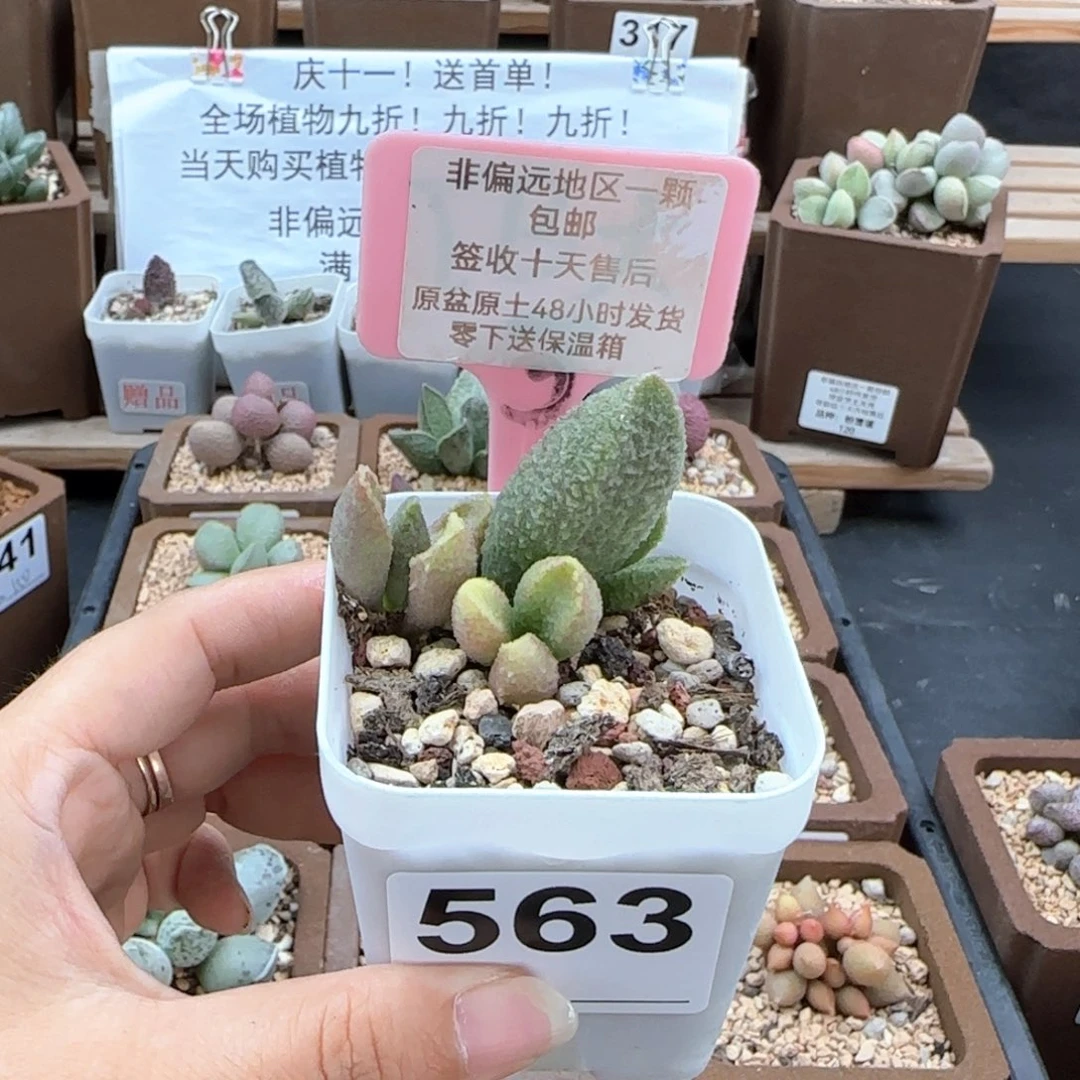 563白砂糖多肉植物