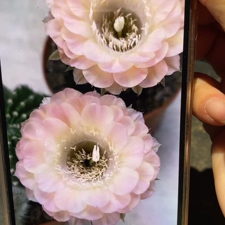 香香重花3公分左右