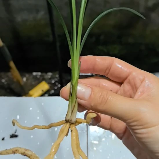 完全开放老种宋梅子母苗