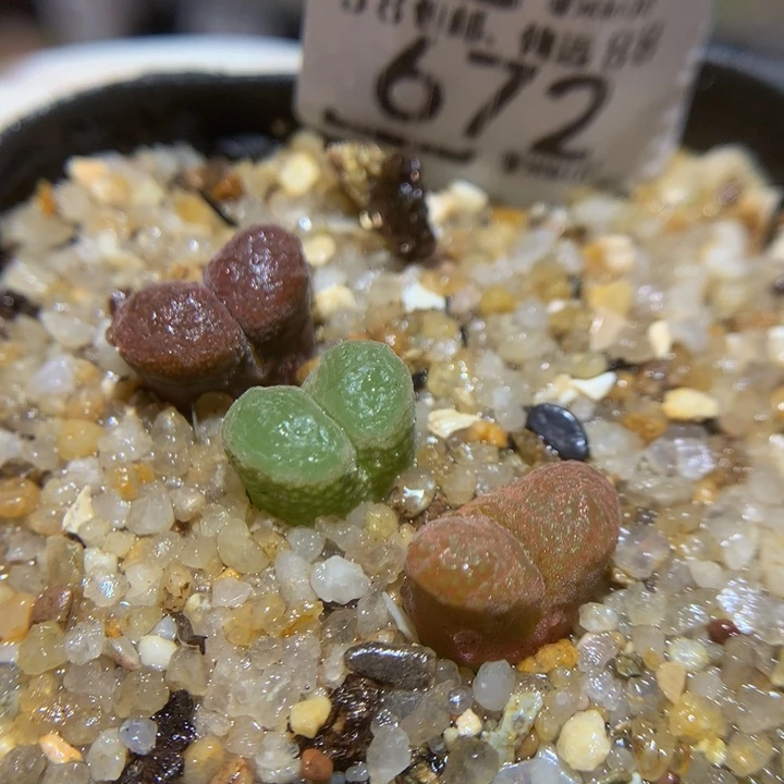 Sss特选石头花672