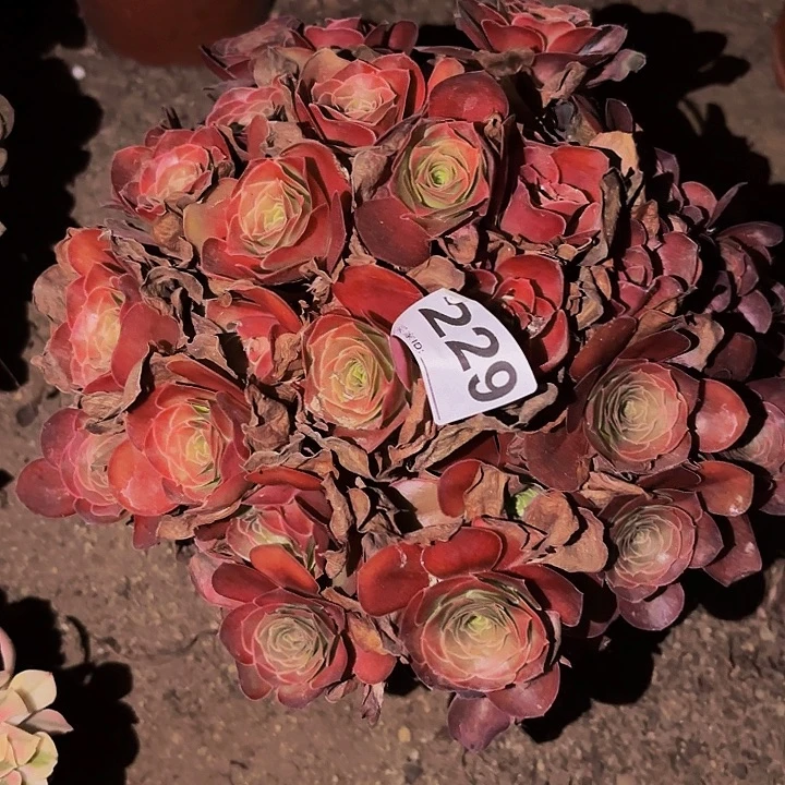 229魅金多肉植物不售后
