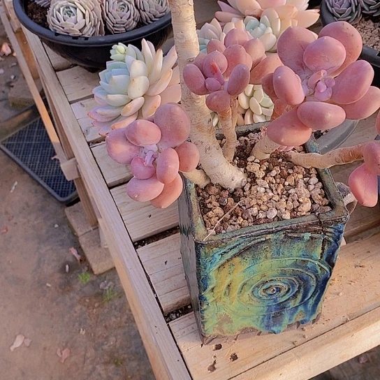 漠*美人系多肉植物群