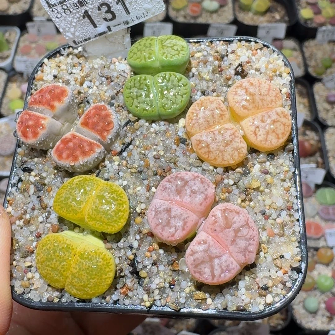 Sss精品便宜清了131