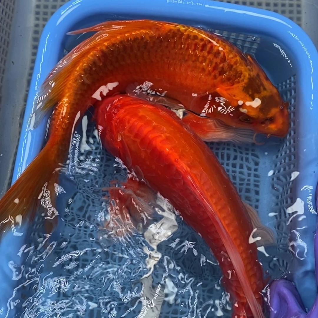 锦鲤冷水锦鲤包邮