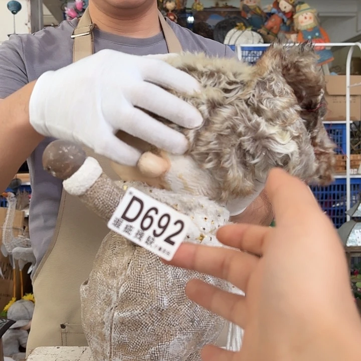 核桃木/黑胡桃（胡桃木）