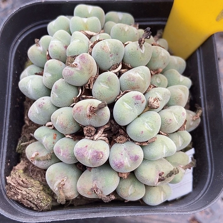 多肉植物口迪914多肉