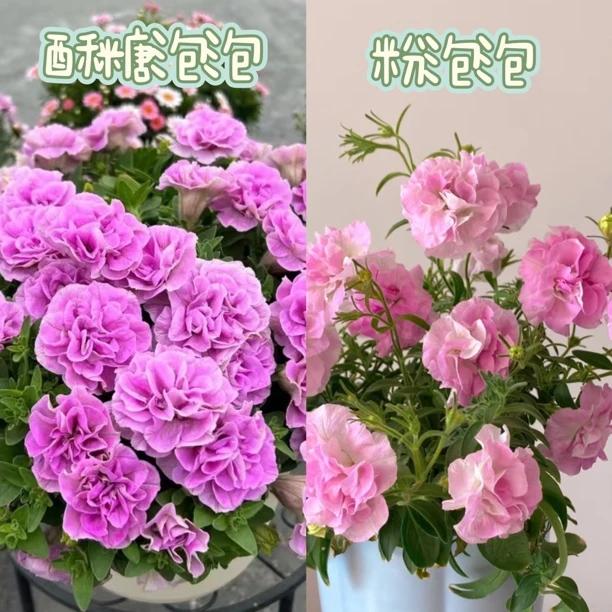 【梦幻矮牵牛组合！】春日限定四季开花超好养盆栽