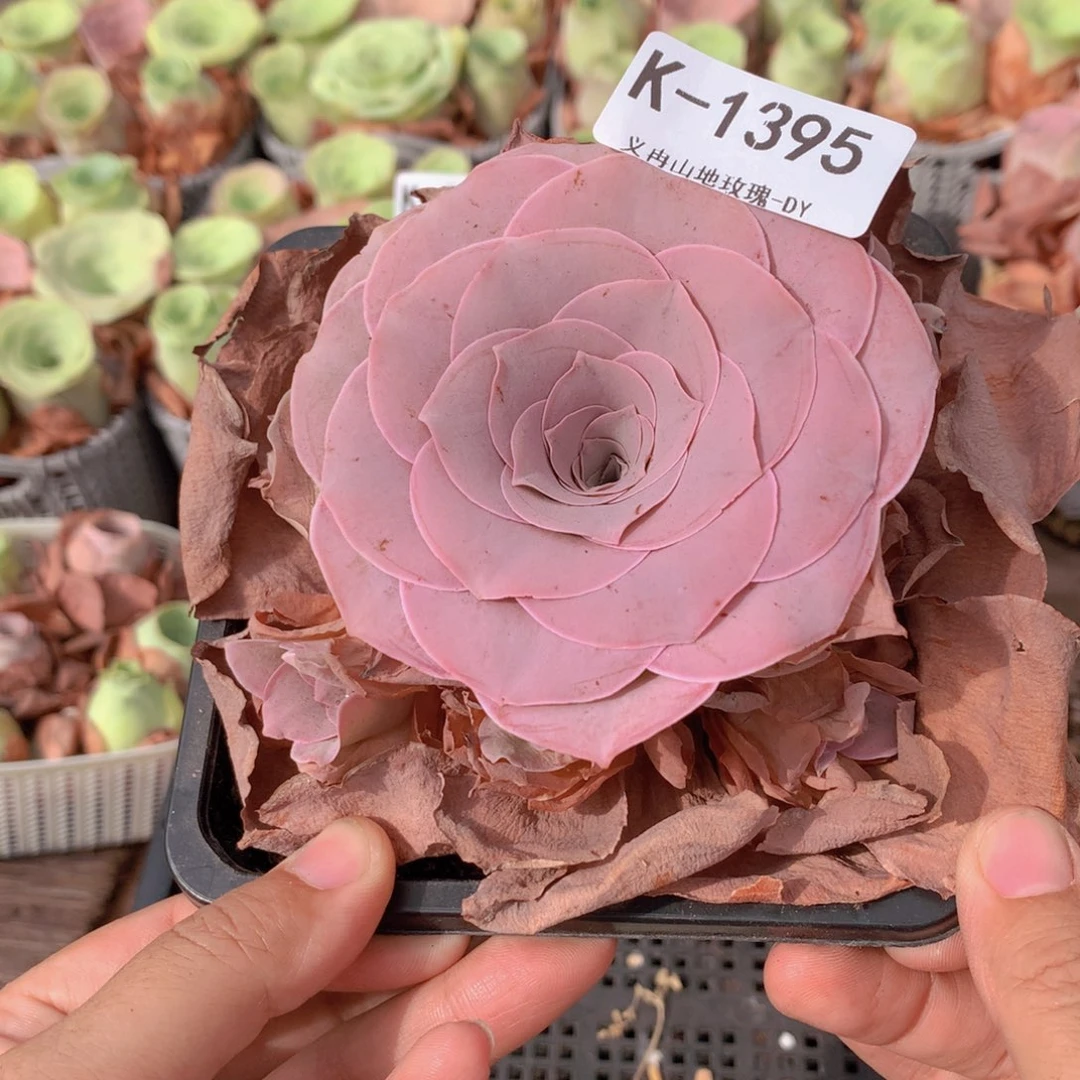 1395会掉侧芽不售后